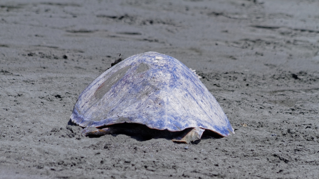 11 - Corcovado NP (13).jpg